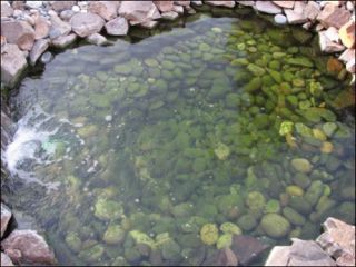 Algae - String | Ponds Online