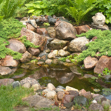 Aquascape 8' x 11' MicroPond Kit pond kit with 1,000 gallons for creating a backyard pond, featuring pond liner and accessories.