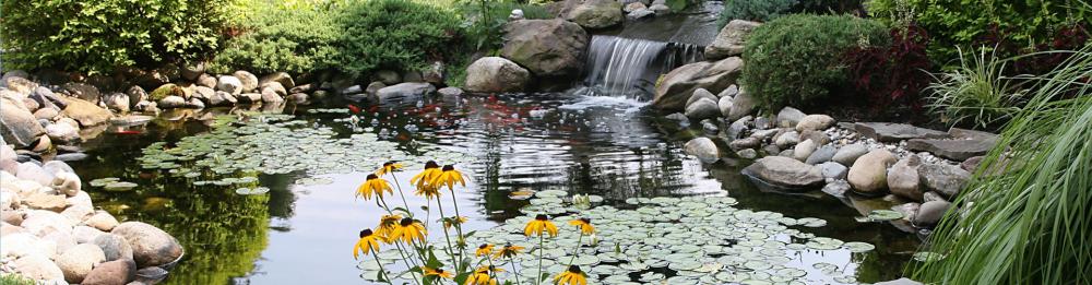 Pond with Koi and Waterfall