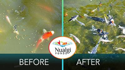 Nualgi Before and After